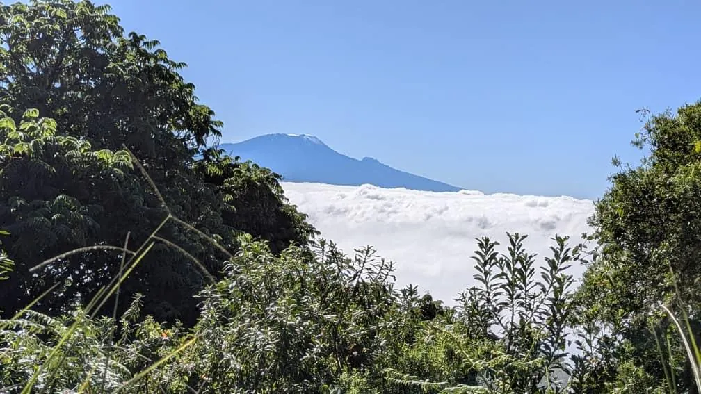 Mount Meru rising above the forest canopy in Arusha National Park